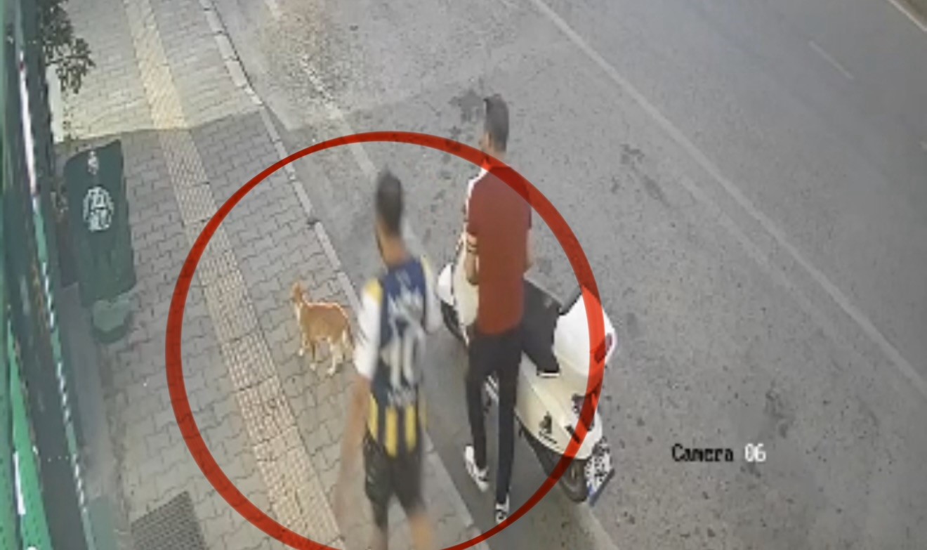 Kediye tekme atarken kameraya yansıyan şahıs yakalandı