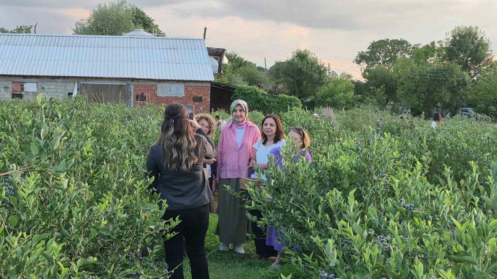 Kendi sepetini alan bahçeye koştu: Yaban mersini hasadına yoğun ilgi