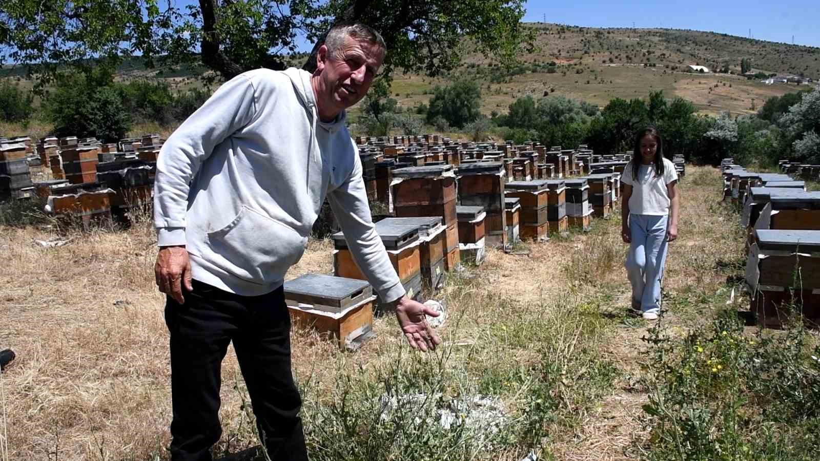 Yozgat’ın zengin bitki örtüsü arıcılara umut oldu