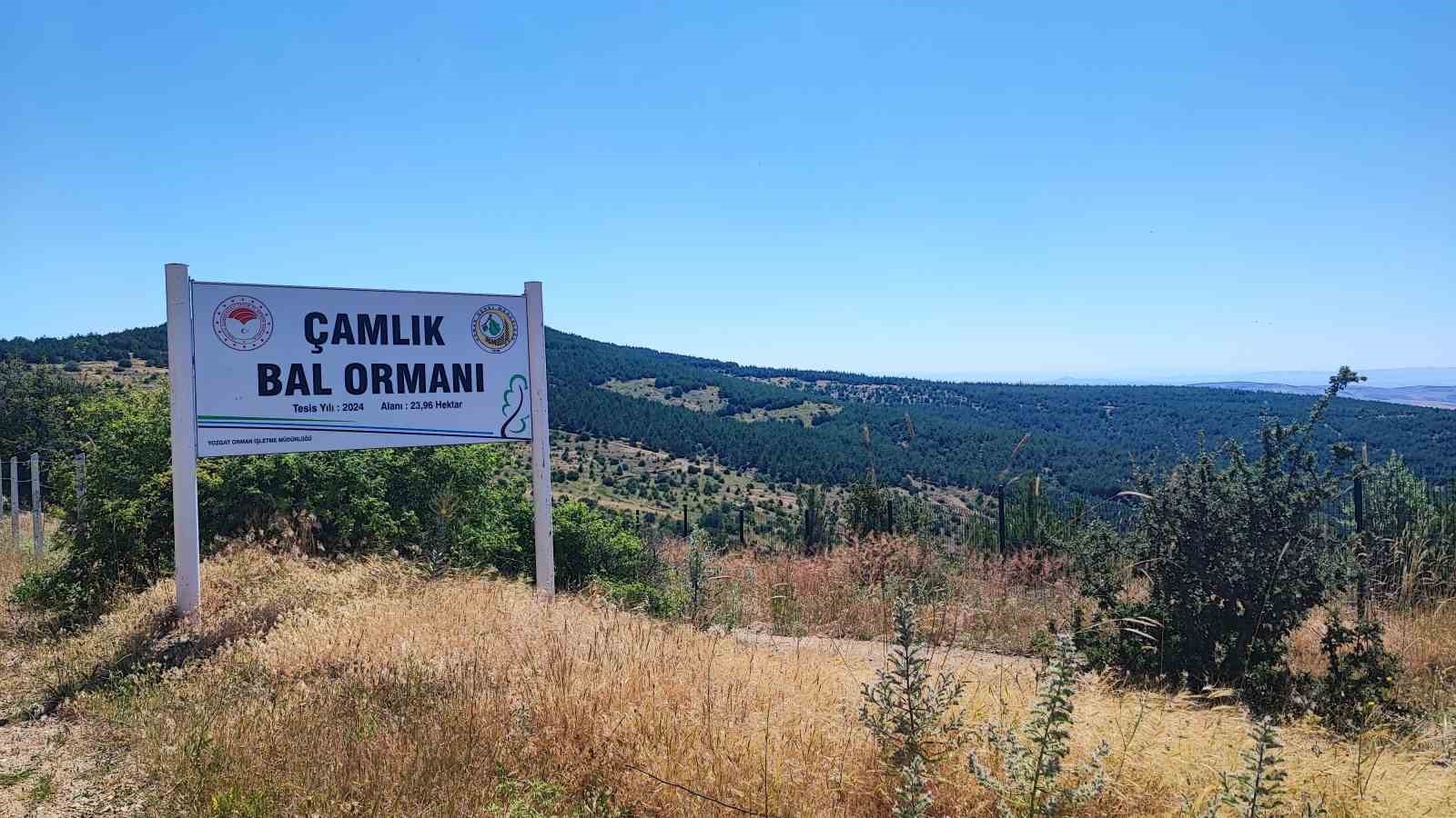 Yozgat’ın zengin bitki örtüsü arıcılara umut oldu