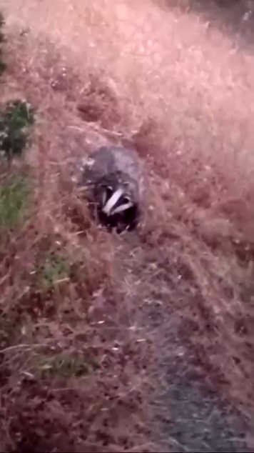 Batman’da porsuk görüntülendi