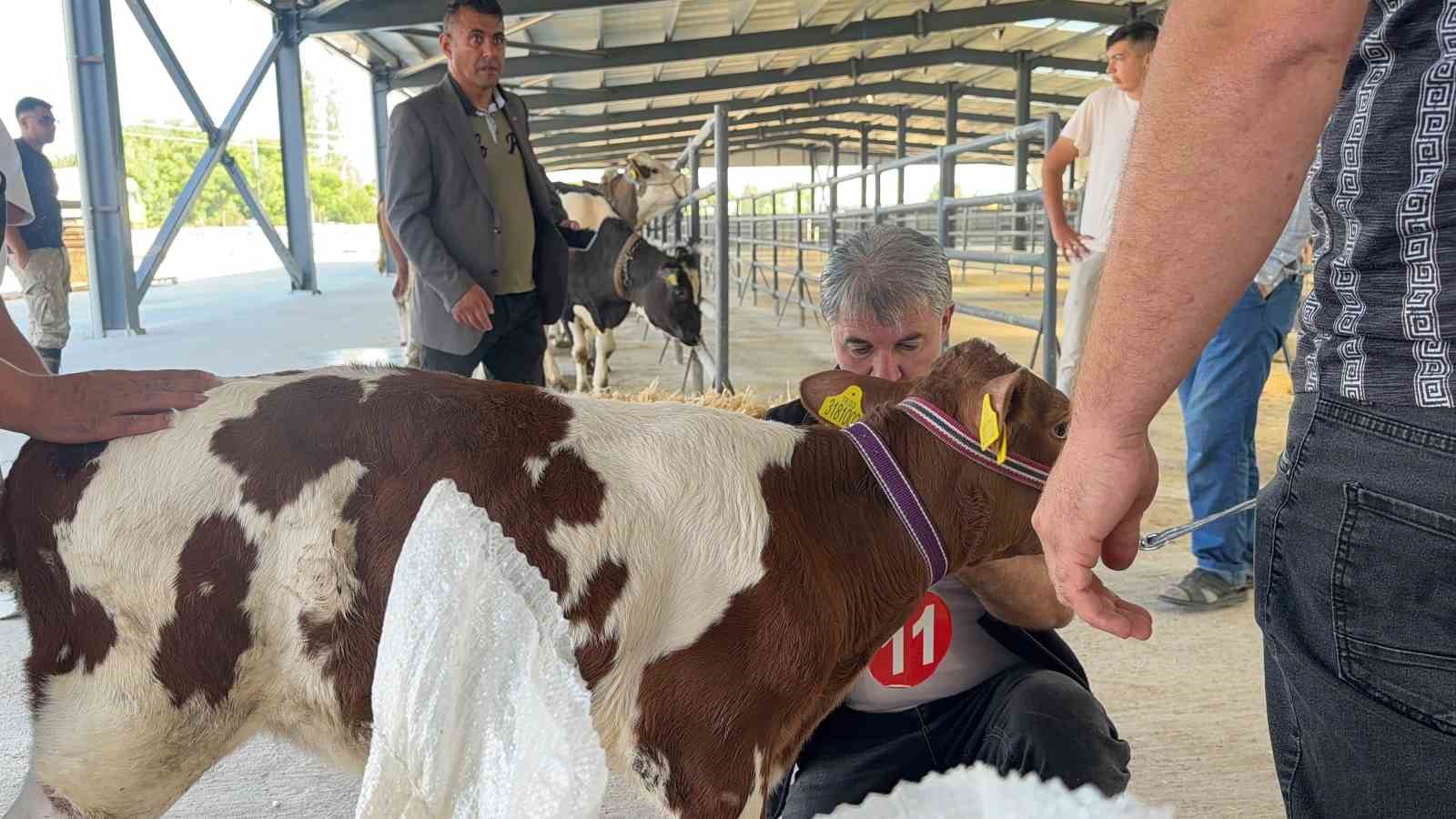 Yılın en güzel buzağısı 40 günlük buzağı oldu