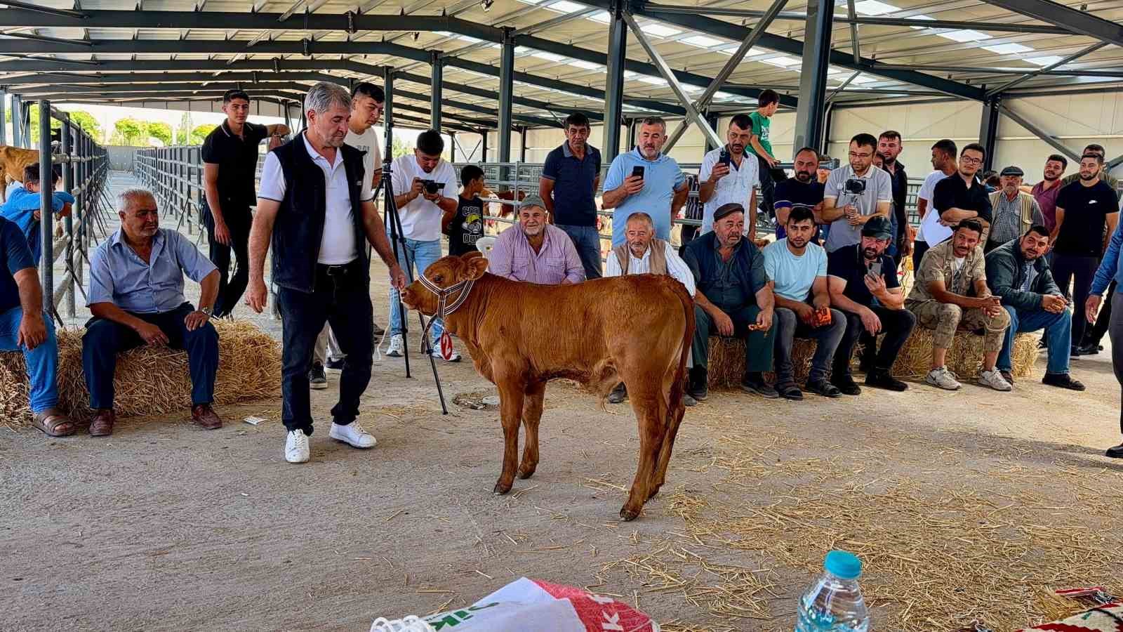 Yılın en güzel buzağısı 40 günlük buzağı oldu