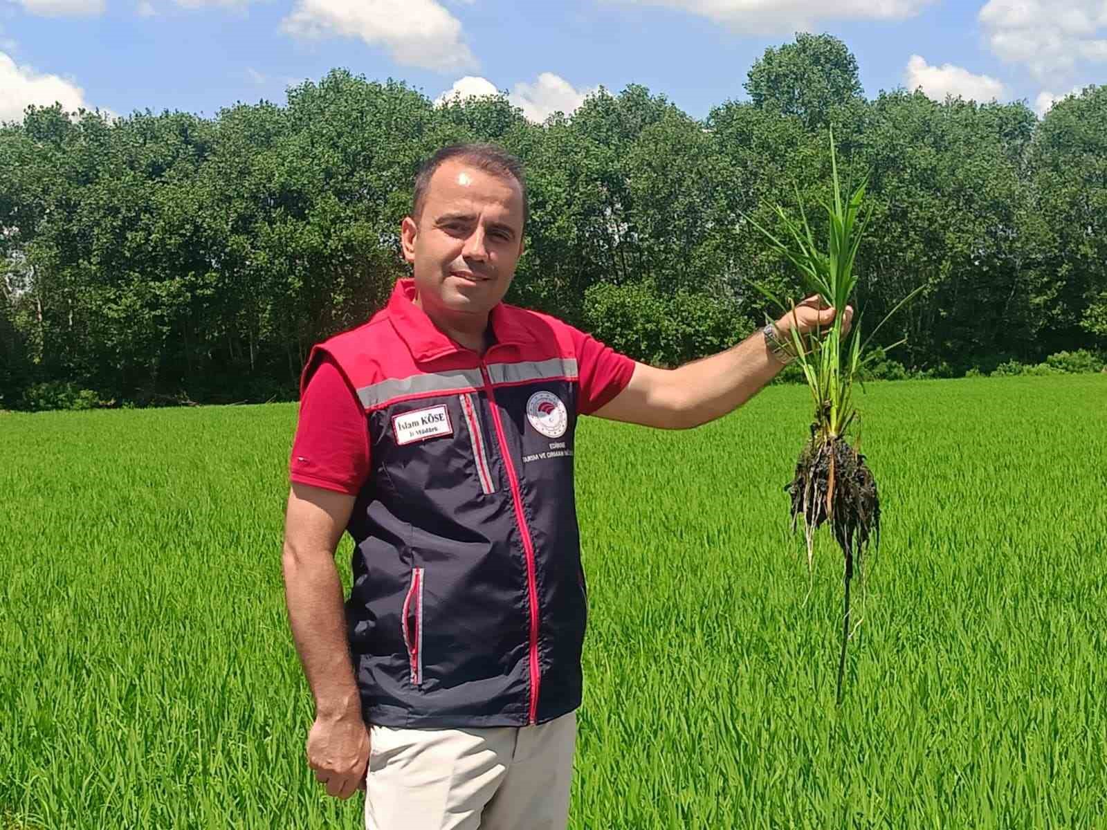 Edirne’de çeltiğe su bereketi: Rekolte 400 bin tonu aşacak
