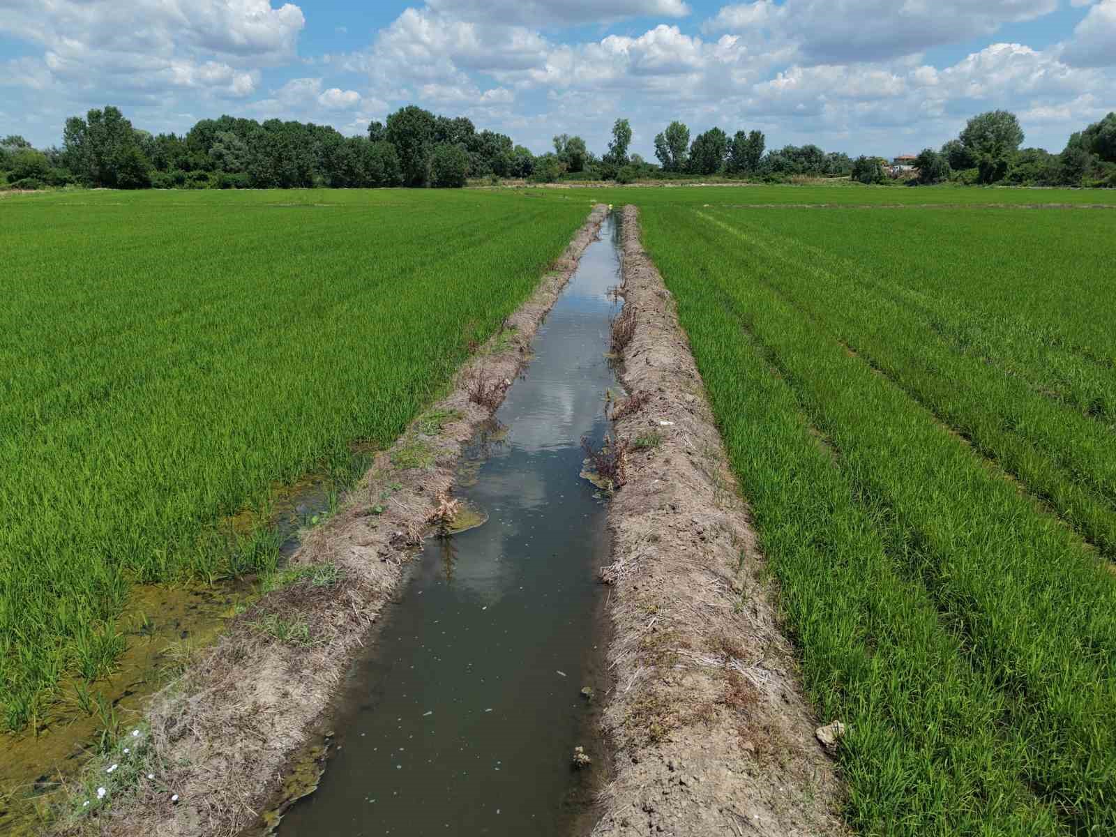 Edirne’de çeltiğe su bereketi: Rekolte 400 bin tonu aşacak