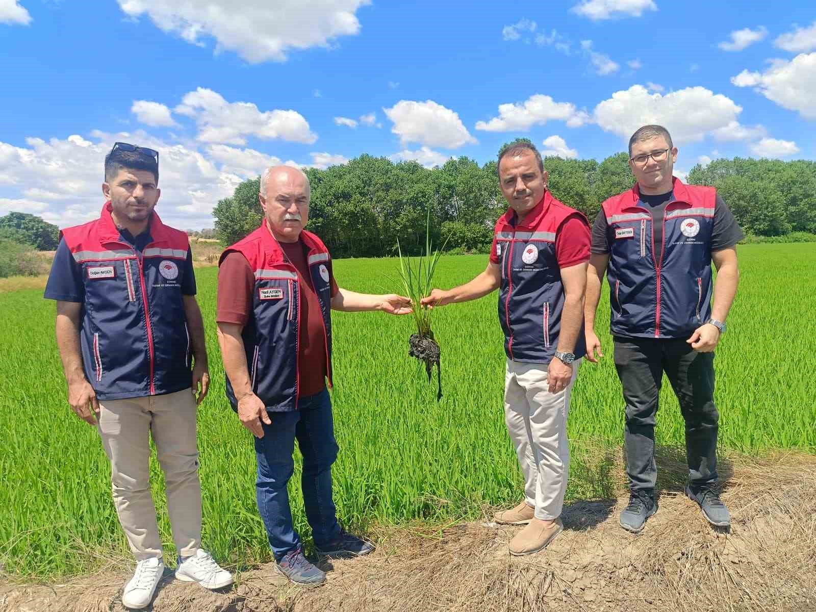 Edirne’de çeltiğe su bereketi: Rekolte 400 bin tonu aşacak