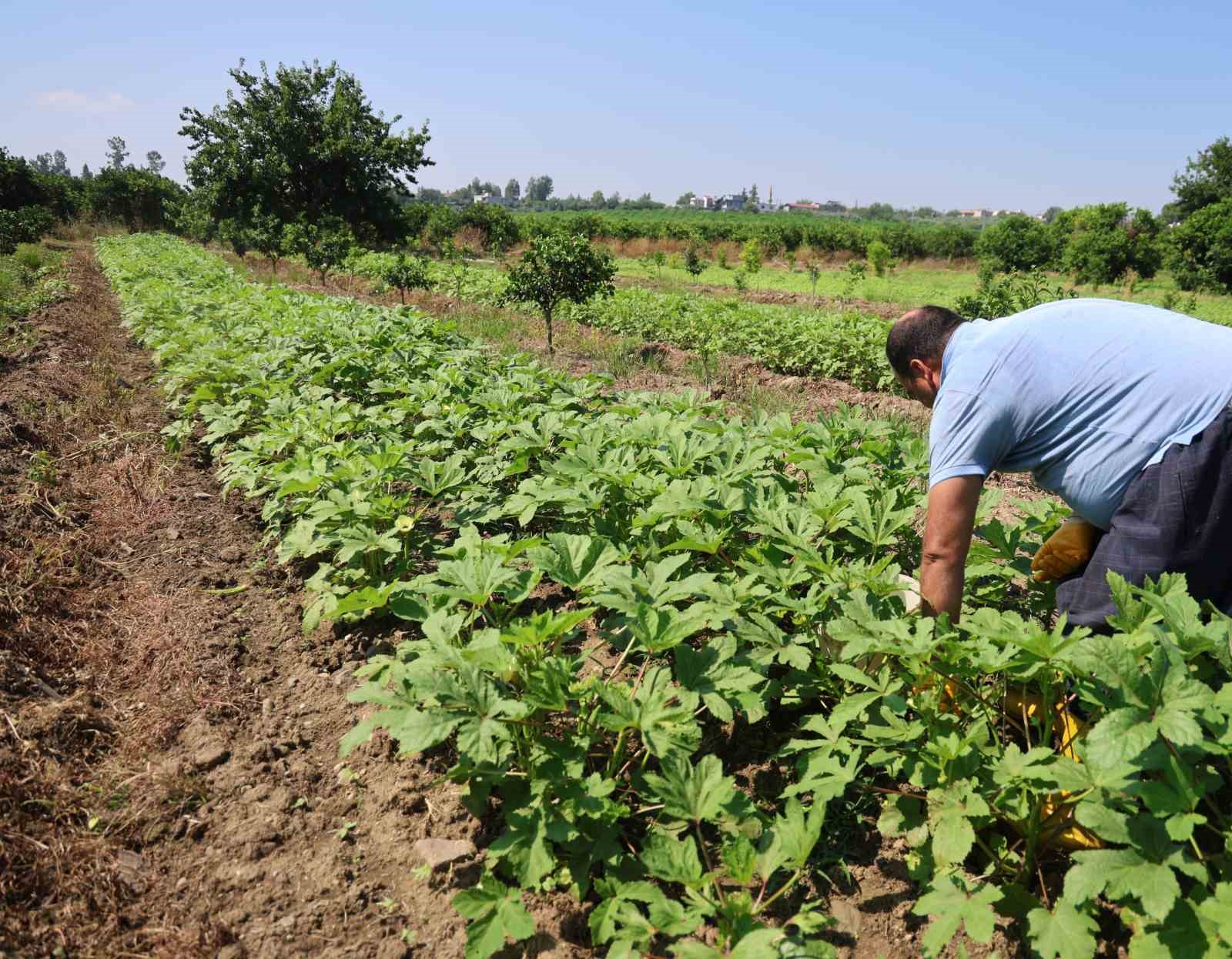 Kozan’da bamya hasadı başladı, tarlada kilosu 150 TL