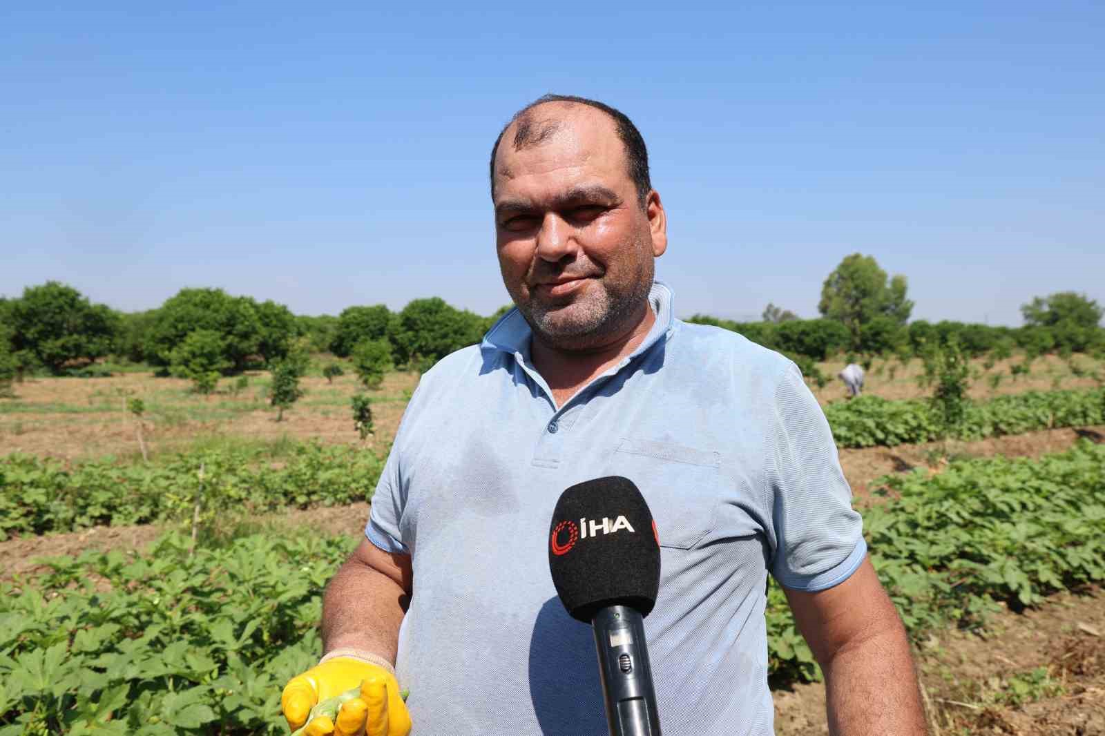 Kozan’da bamya hasadı başladı, tarlada kilosu 150 TL