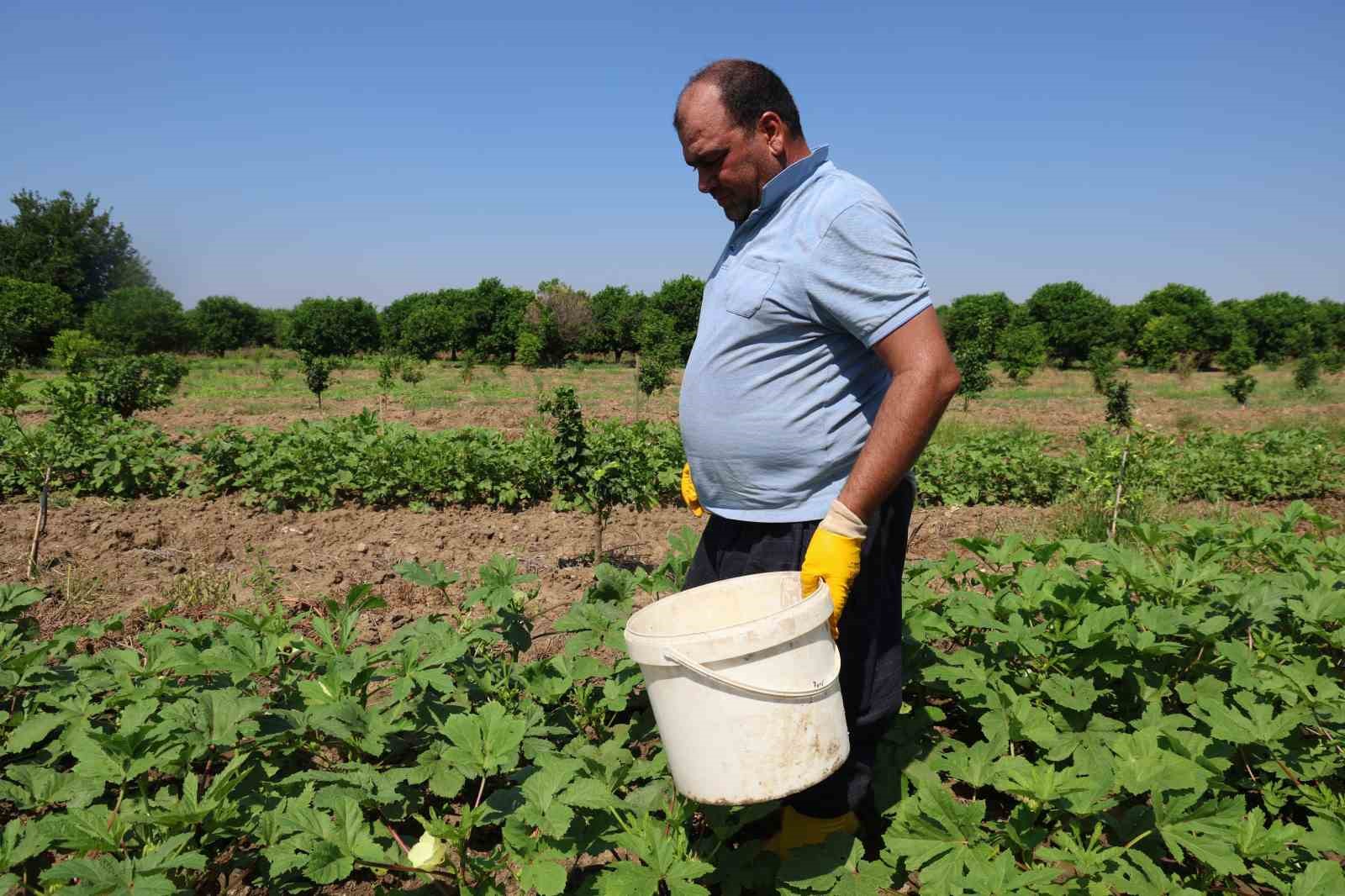 Kozan’da bamya hasadı başladı, tarlada kilosu 150 TL