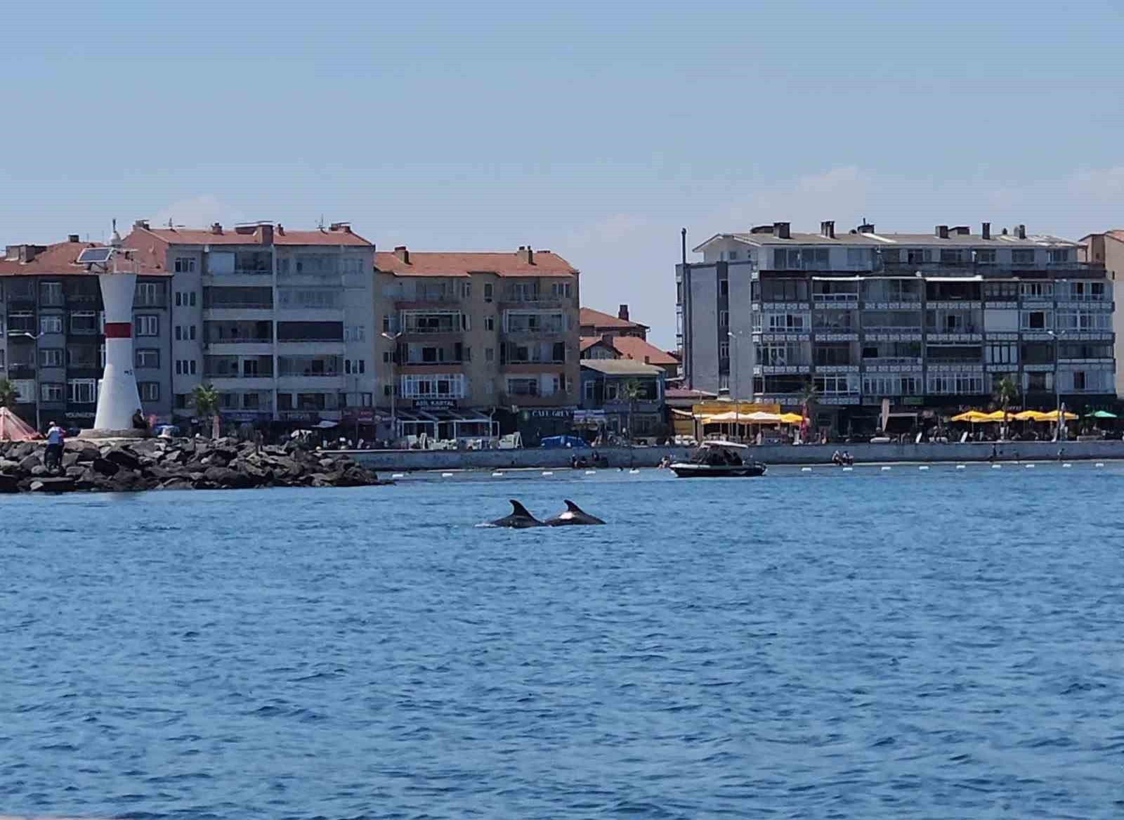Marmara’nın sürpriz misafirleri: İki yunus teknenin yanında görüntülendi