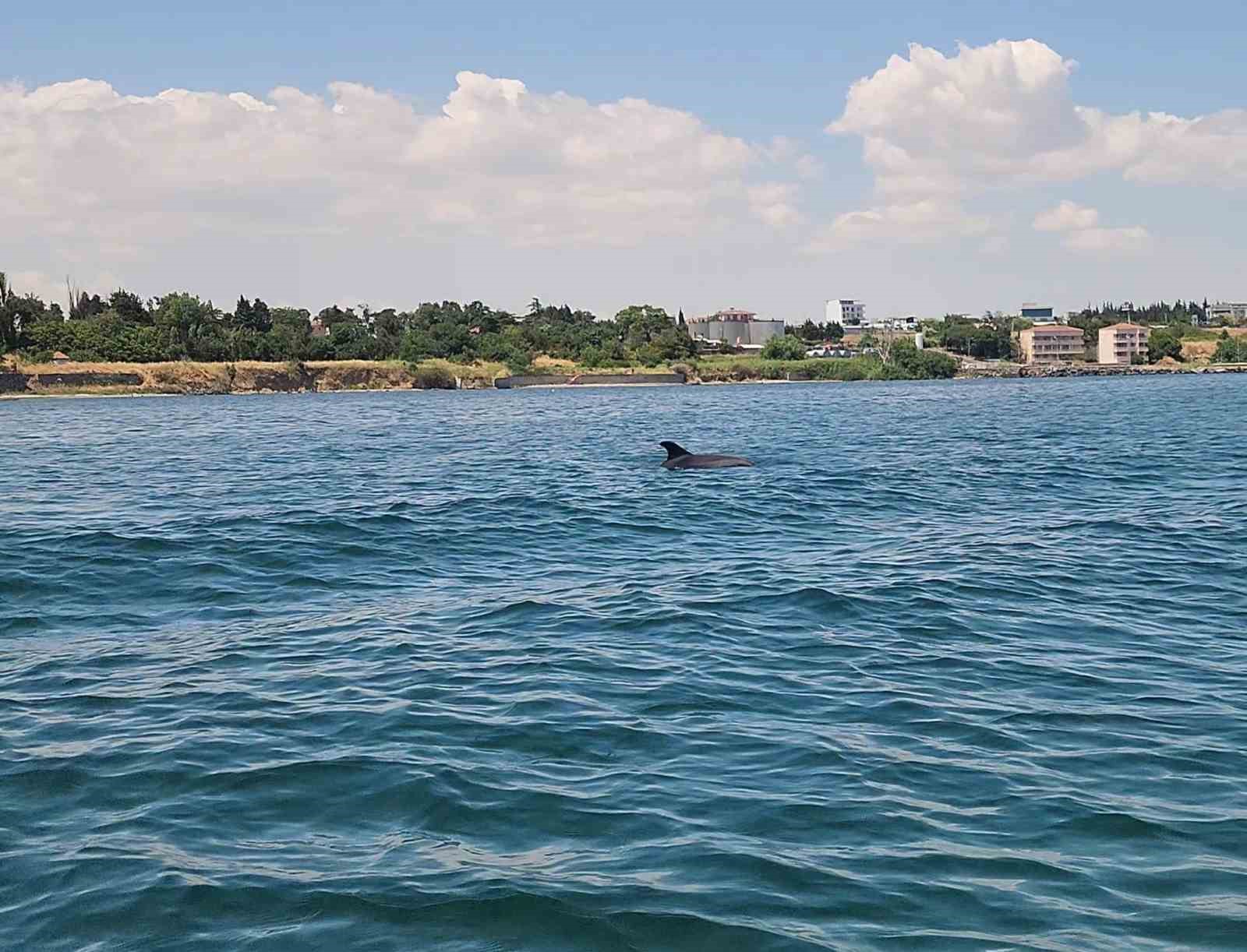 Marmara’nın sürpriz misafirleri: İki yunus teknenin yanında görüntülendi