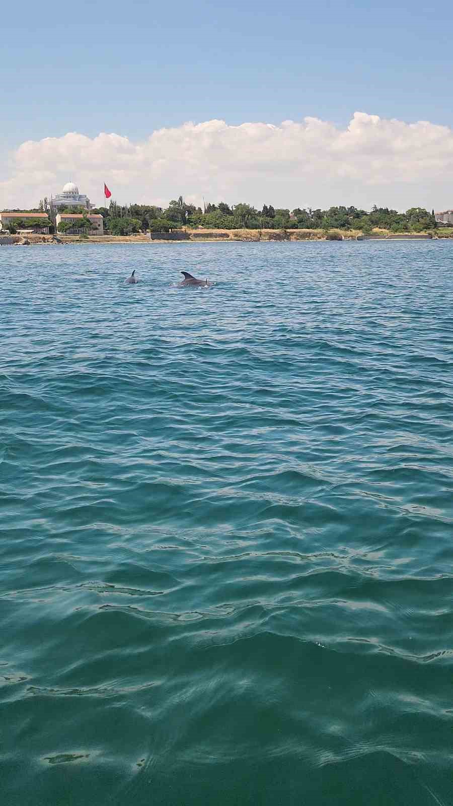 Marmara’nın sürpriz misafirleri: İki yunus teknenin yanında görüntülendi