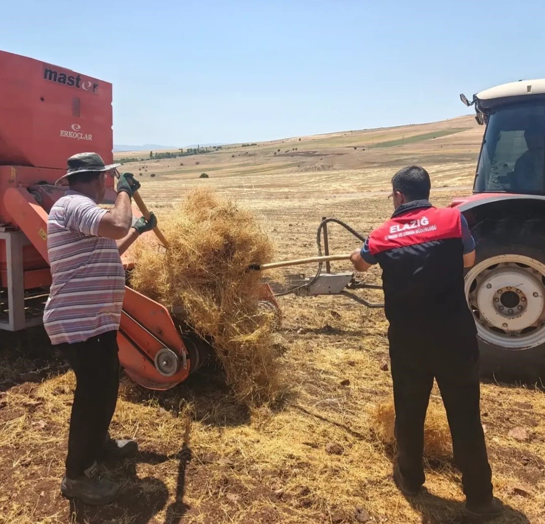 Ağın’da mercimek tohumluklarında hasat kontrolleri