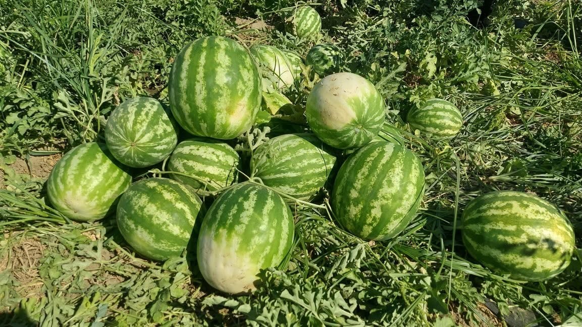 Cincin karpuzunda ilk hasat heyecanı yaşandı