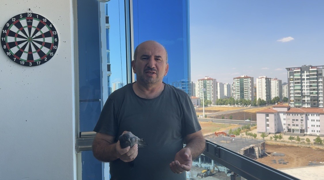 Asma tavanda mahsur kalan güvercin kurtarıldı
