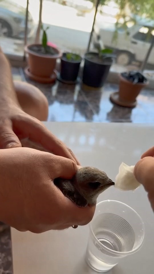 Vatandaşlar sıcaktan bitkin düşen ebabil kuşuna su verdi