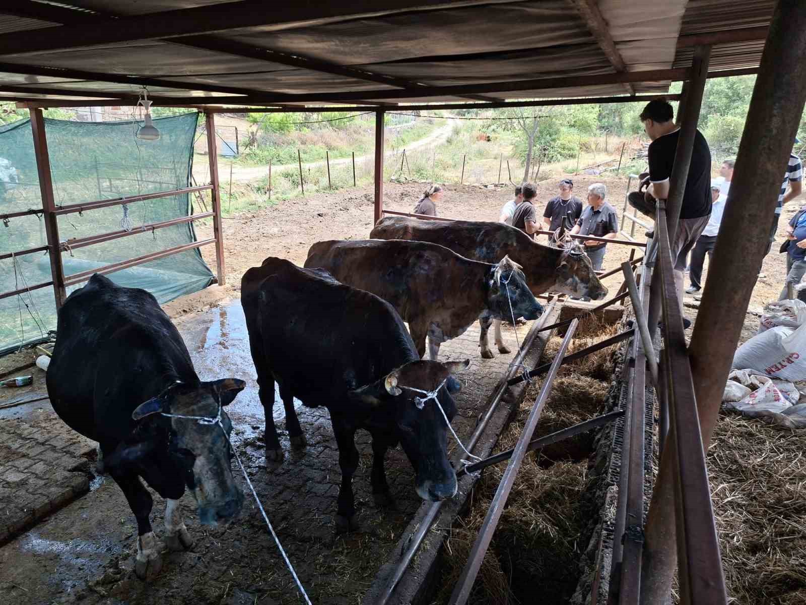 Yangında büyük zarar gören üreticiye yem desteği