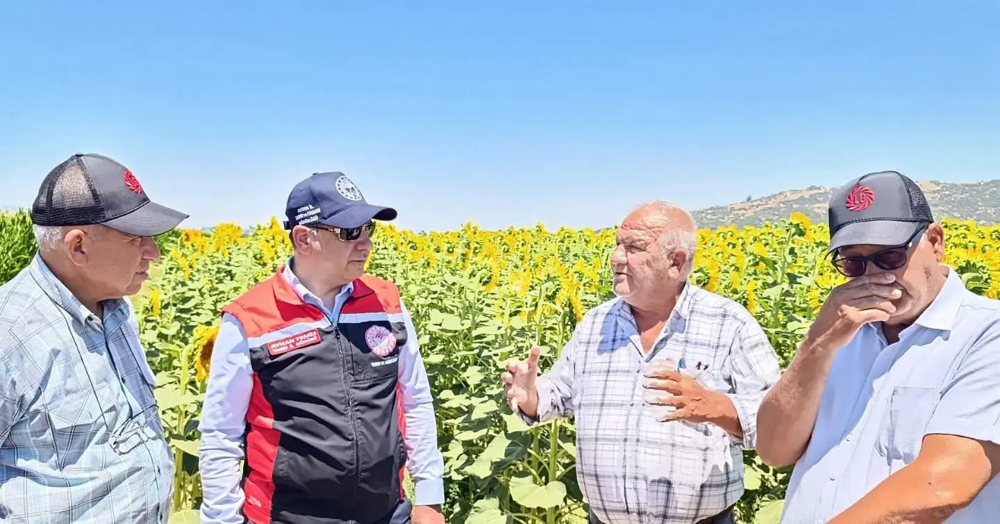 Söke, Aydın’daki ayçiçeği üretiminin yüzde 72’sini karşılıyor