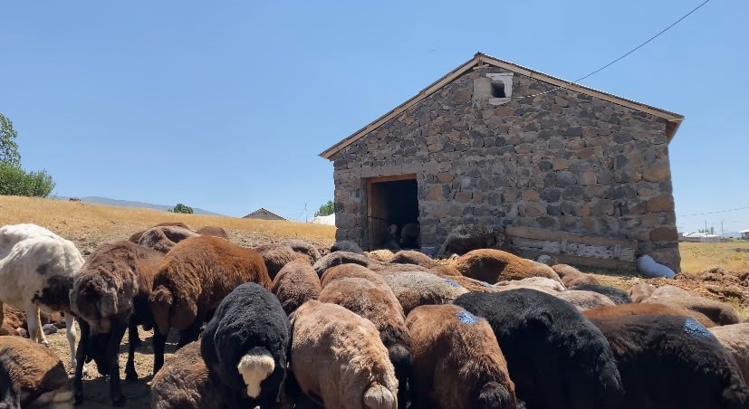 Ağrı’da koyun sütü ekonomiye kazandırılıyor