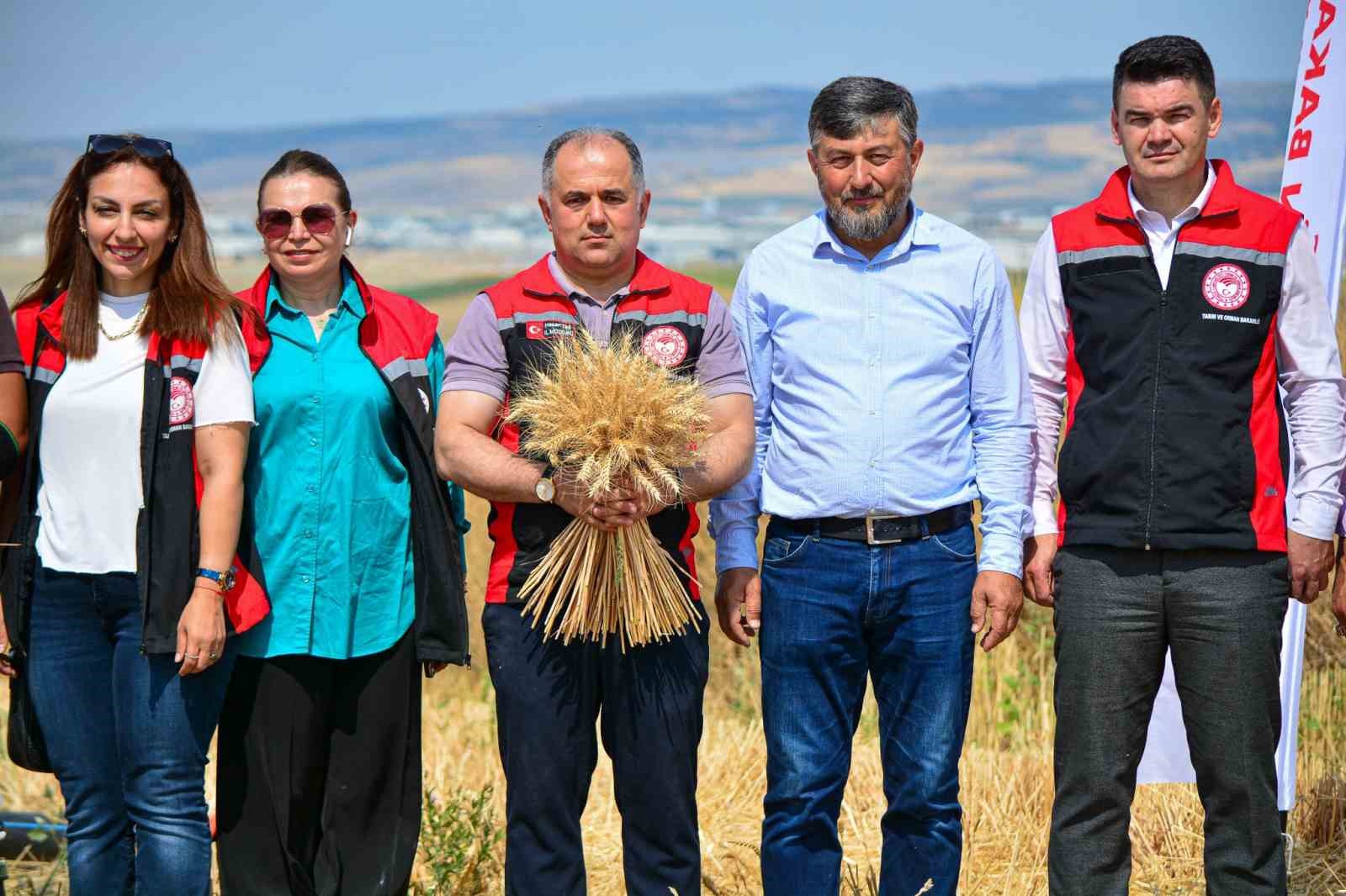 Çorum’da yerli ve milli buğday ’kirve’nin ilk hasadı yapıldı