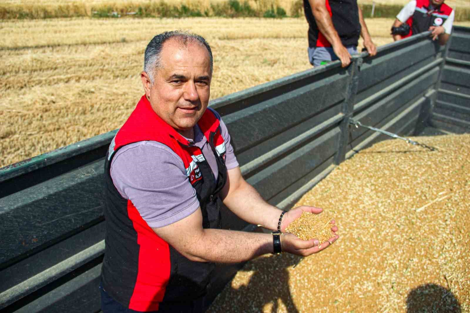 Çorum’da yerli ve milli buğday ’kirve’nin ilk hasadı yapıldı