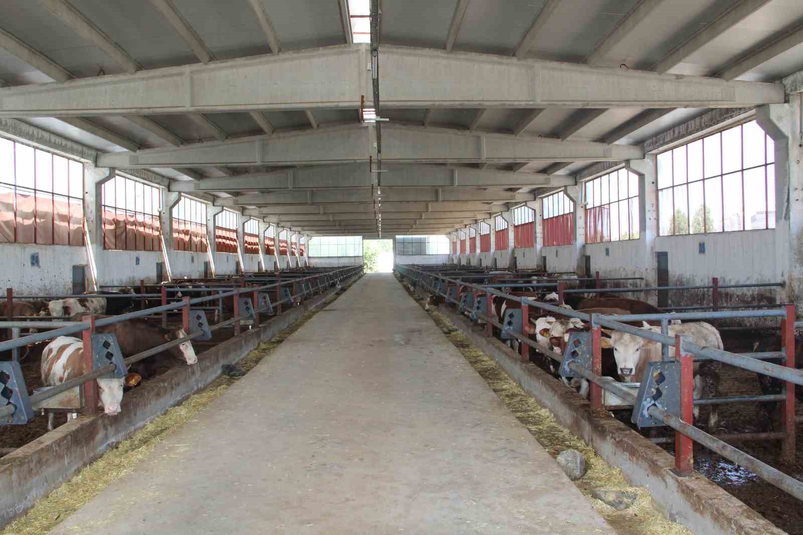 Devlet desteğiyle kurduğu besi çiftliğinde tam kapasite üretim yapıyor
