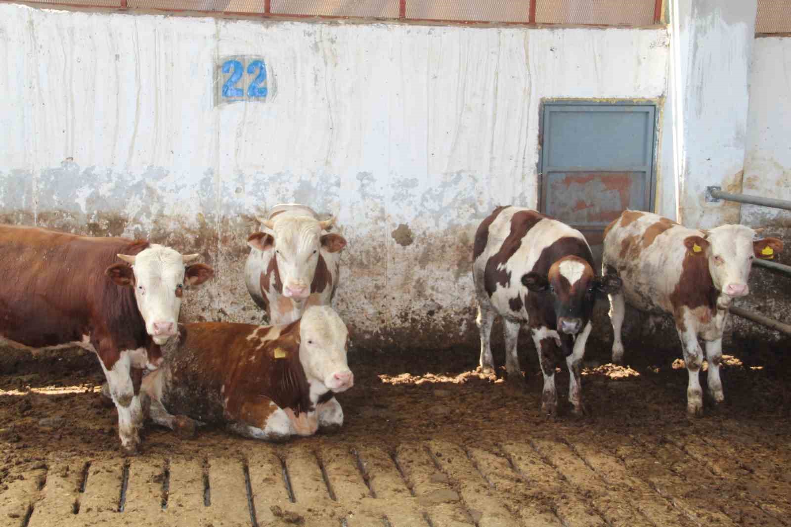 Devlet desteğiyle kurduğu besi çiftliğinde tam kapasite üretim yapıyor
