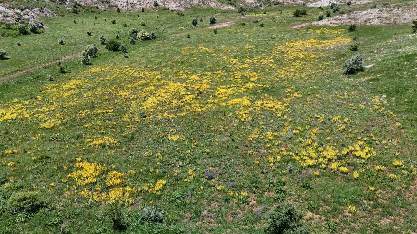 Güzelliğiyle doğaseverleri mest ederken, şifasıyla hastalara umut oluyor