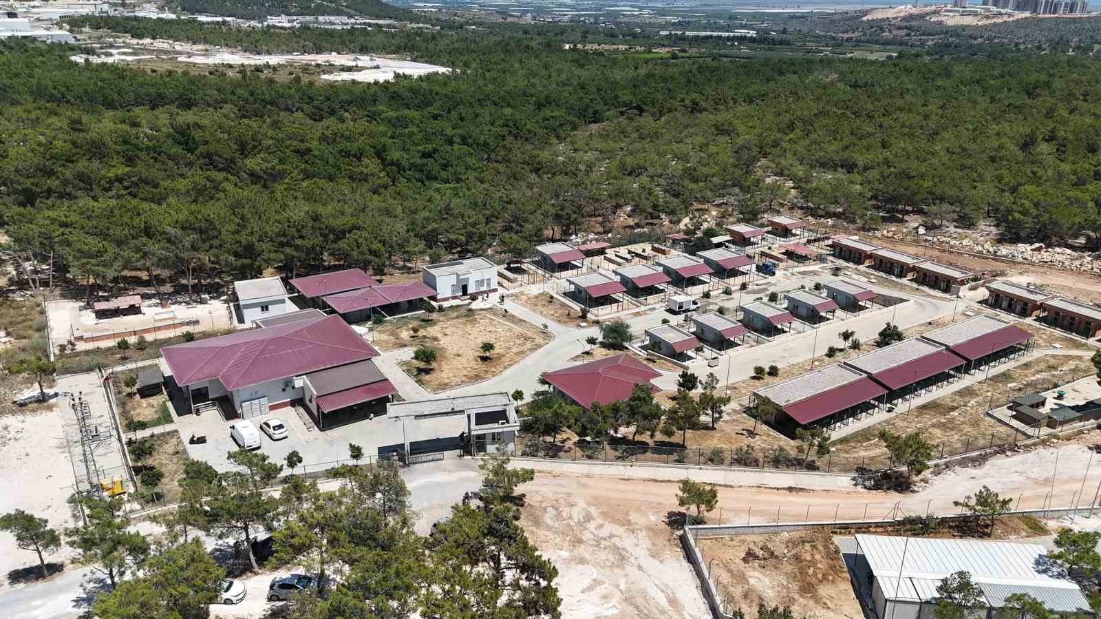 Mersin’de sahipsiz hayvanlar tedavi edilip sıcak yuvalarına kavuşuyor