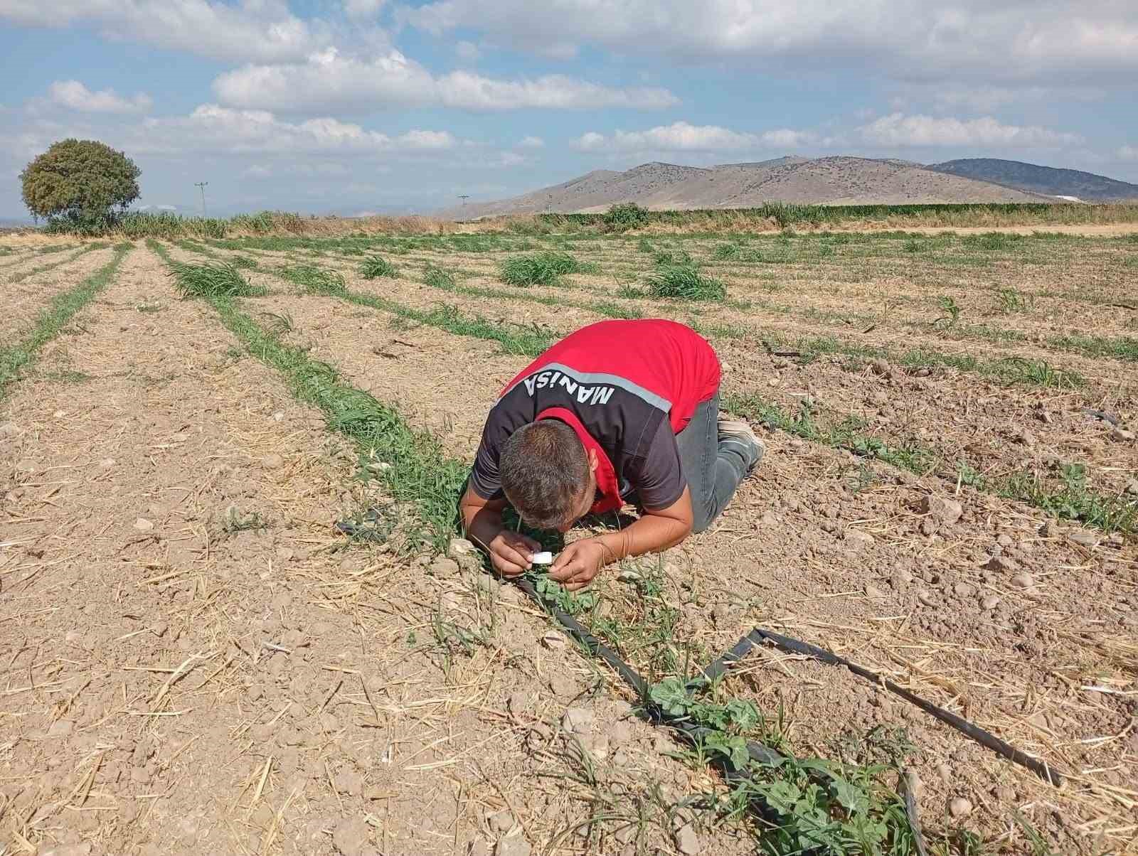 Akhisar’da ürünler teknik ekiplerin yakın takibinde