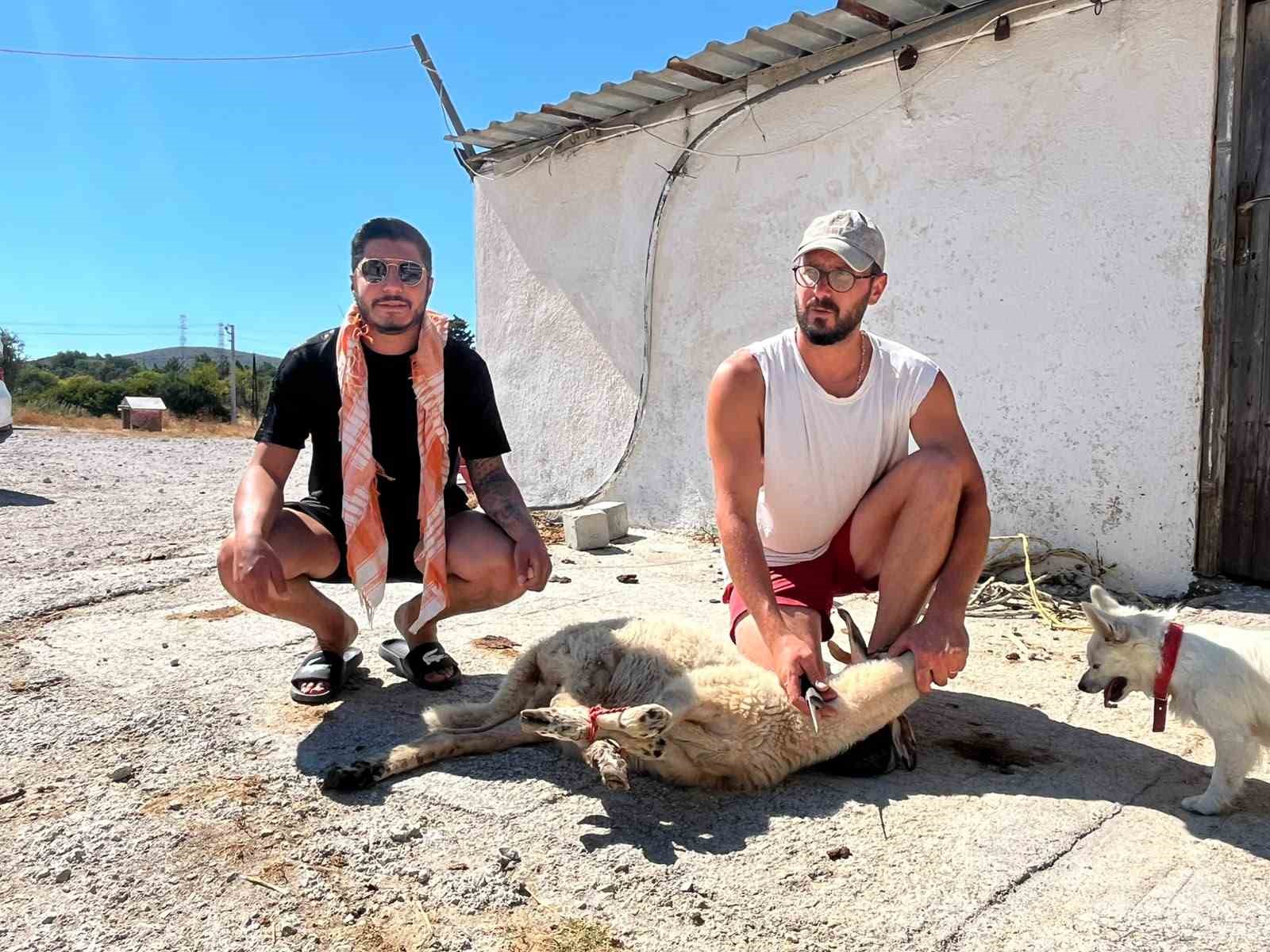 Ehliyetine 5 yıl sonra kavuştu, sevincini kurban keserek kutladı