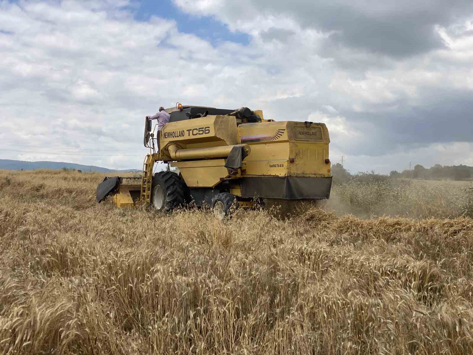 Hububat hasadı: Yağışlar buğdayı etkiledi, arpada verim yüz güldürdü