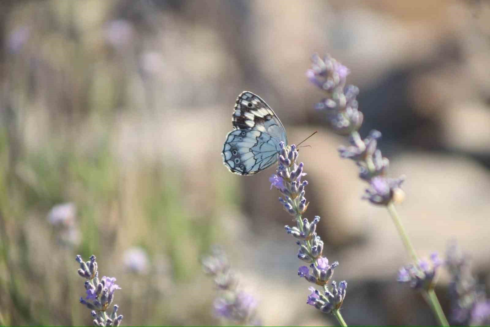 Harput’ta lavanta üzerindeki kelebeklerden görsel şölen