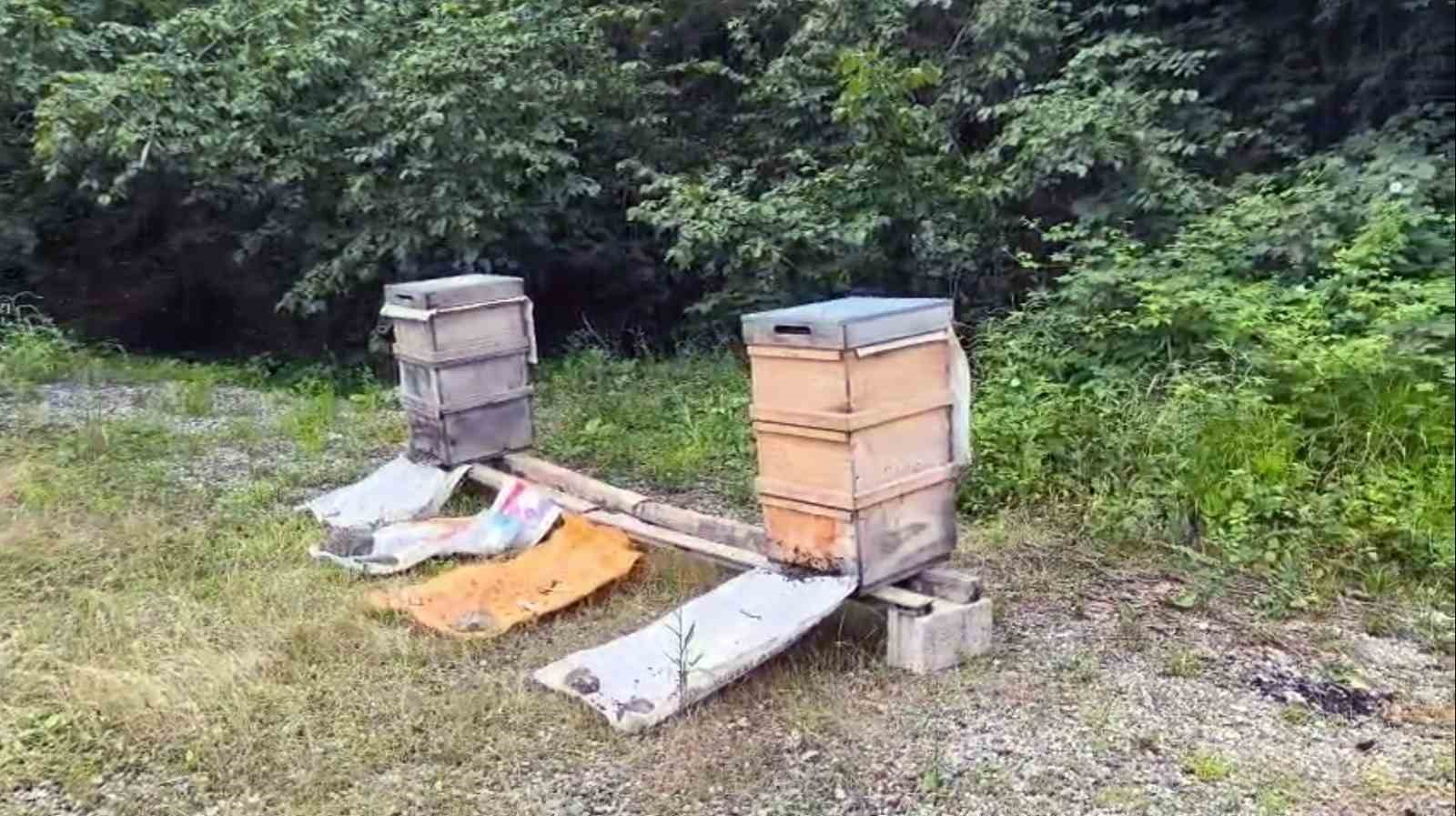 Bilinçsiz ilaçlama arılarımıza zarar veriyor