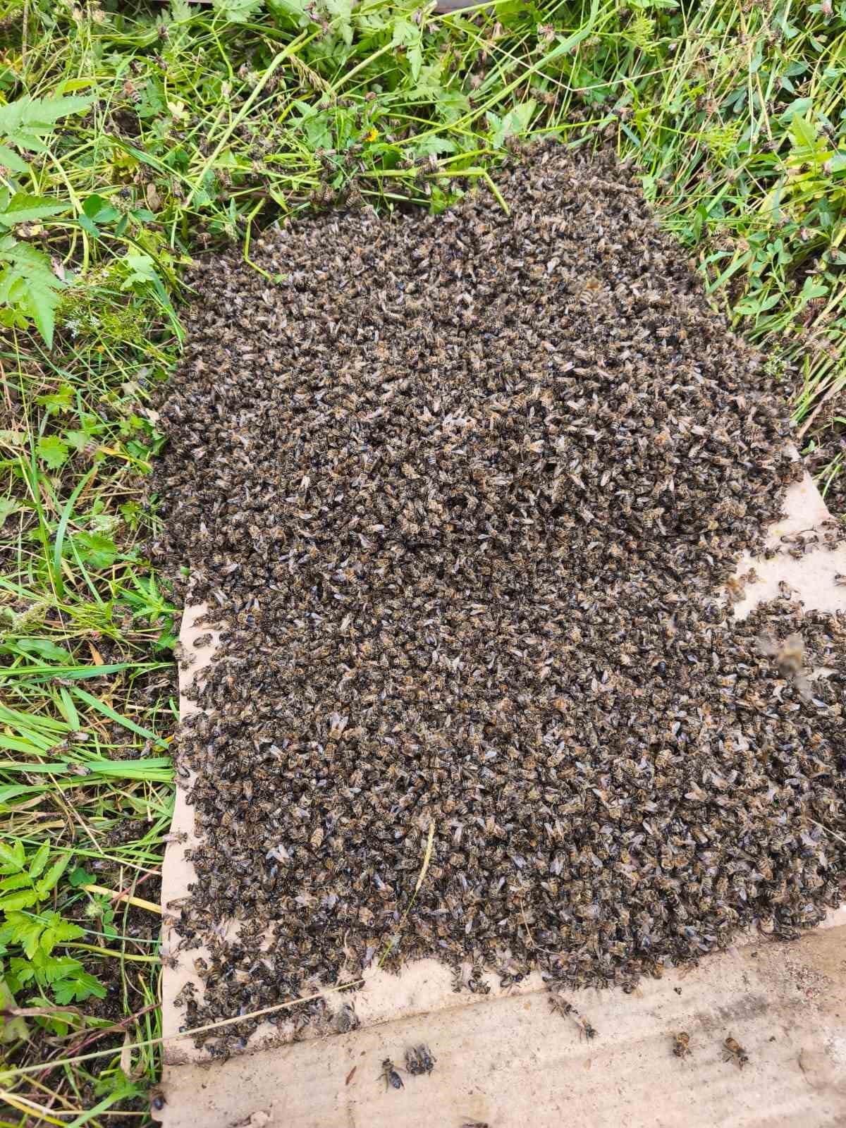 Bilinçsiz ilaçlama arılarımıza zarar veriyor