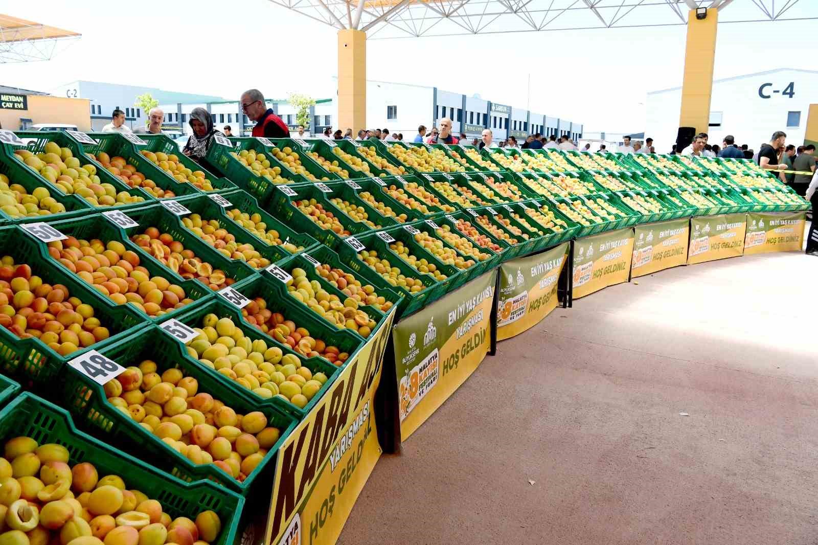 ’En İyi Kayısı’ yarışması düzenlendi