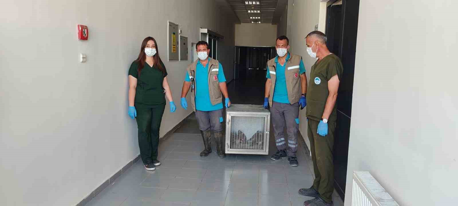Rehabilitasyonu tamamlanan 35 yaban kuşu doğayla buluşturuldu