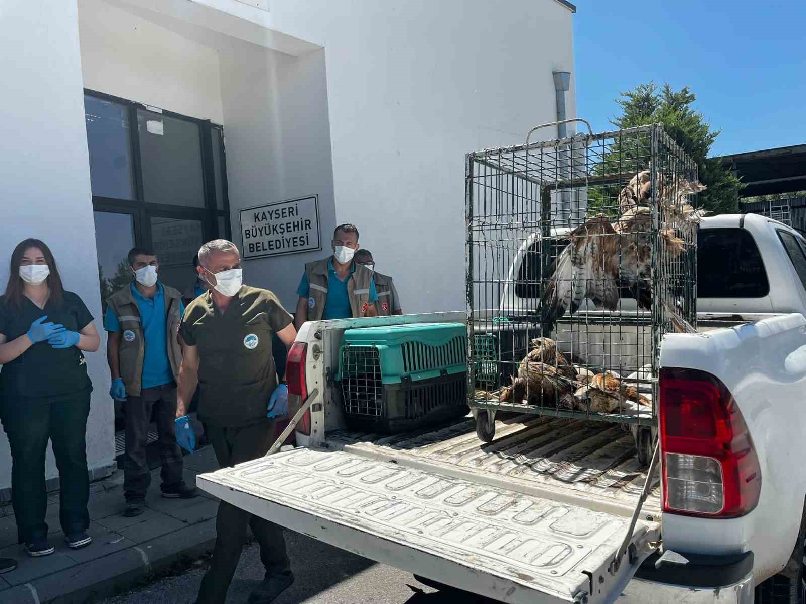 Rehabilitasyonu tamamlanan 35 yaban kuşu doğayla buluşturuldu