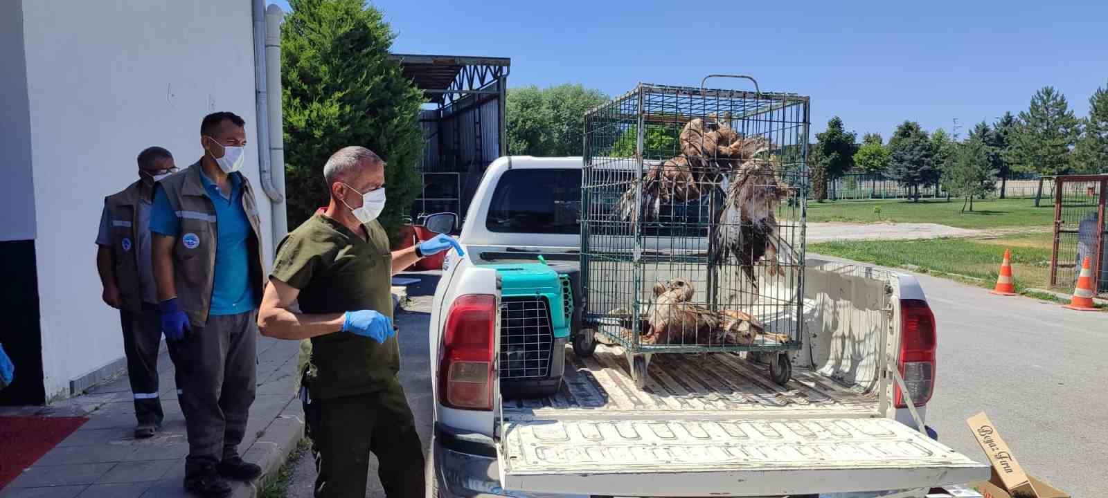 Rehabilitasyonu tamamlanan 35 yaban kuşu doğayla buluşturuldu