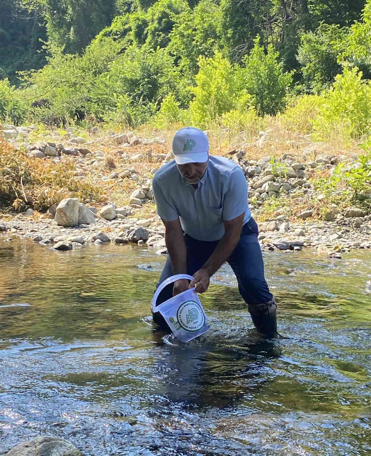 İki sel felaketinden etkilenen İlişi Çayı’na 15 bin alabalık salındı