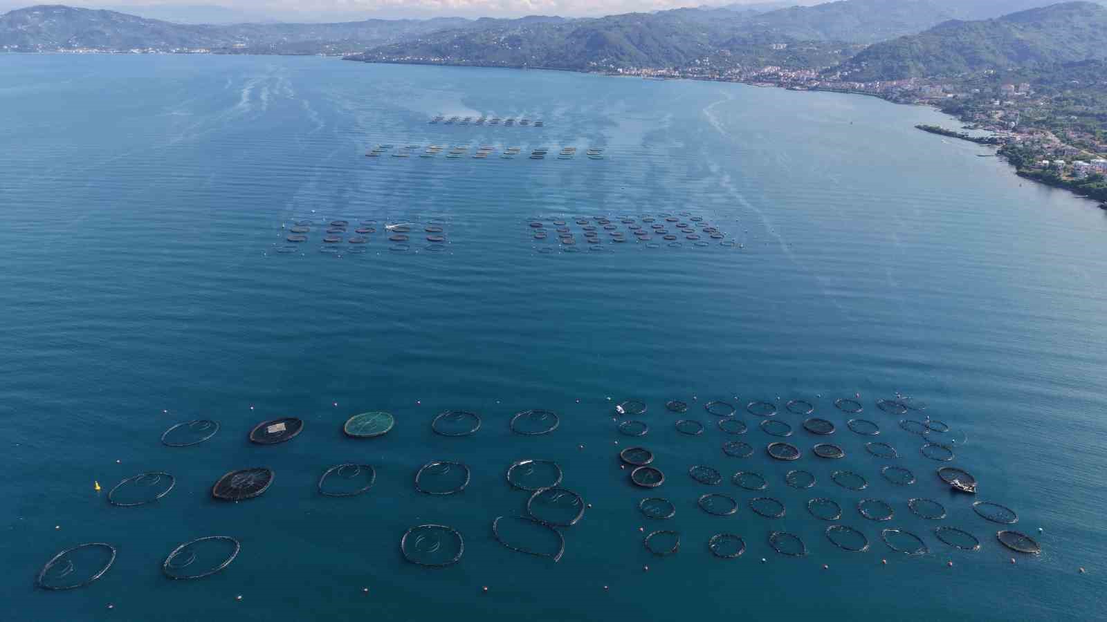 Ordu’da kafeslerde üretilen balıklar, 28 milyon euroluk ihracat geliri sağladı