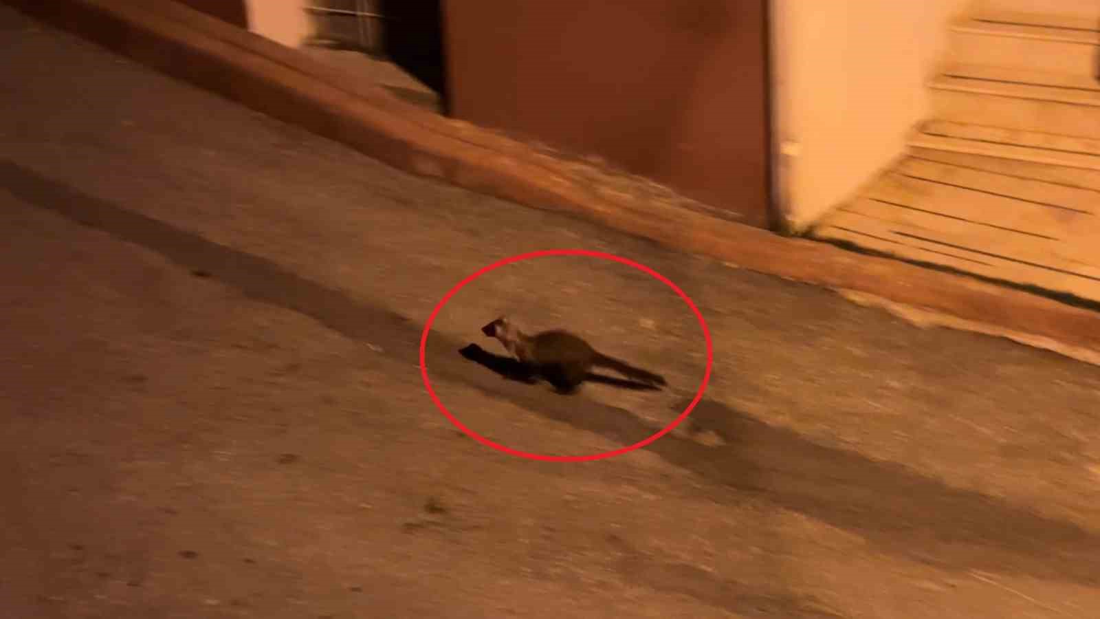 Bu mahallede geceleri sansarlar geziyor