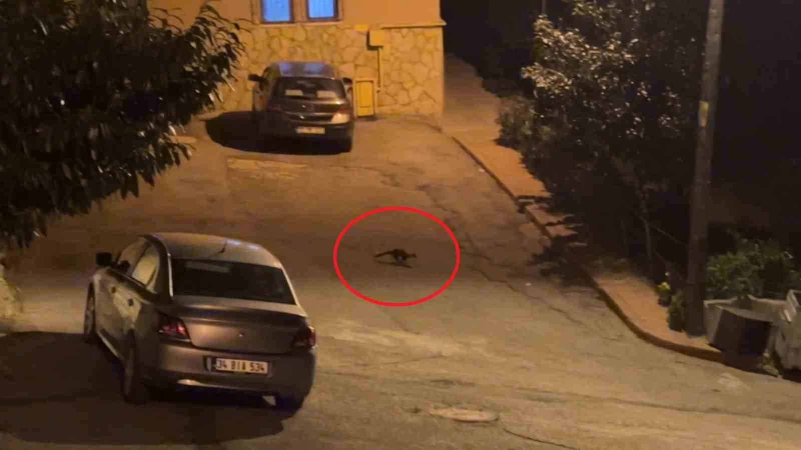 Bu mahallede geceleri sansarlar geziyor