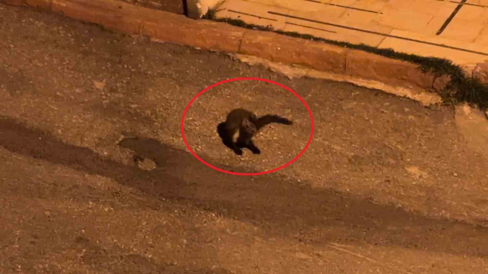 Bu mahallede geceleri sansarlar geziyor