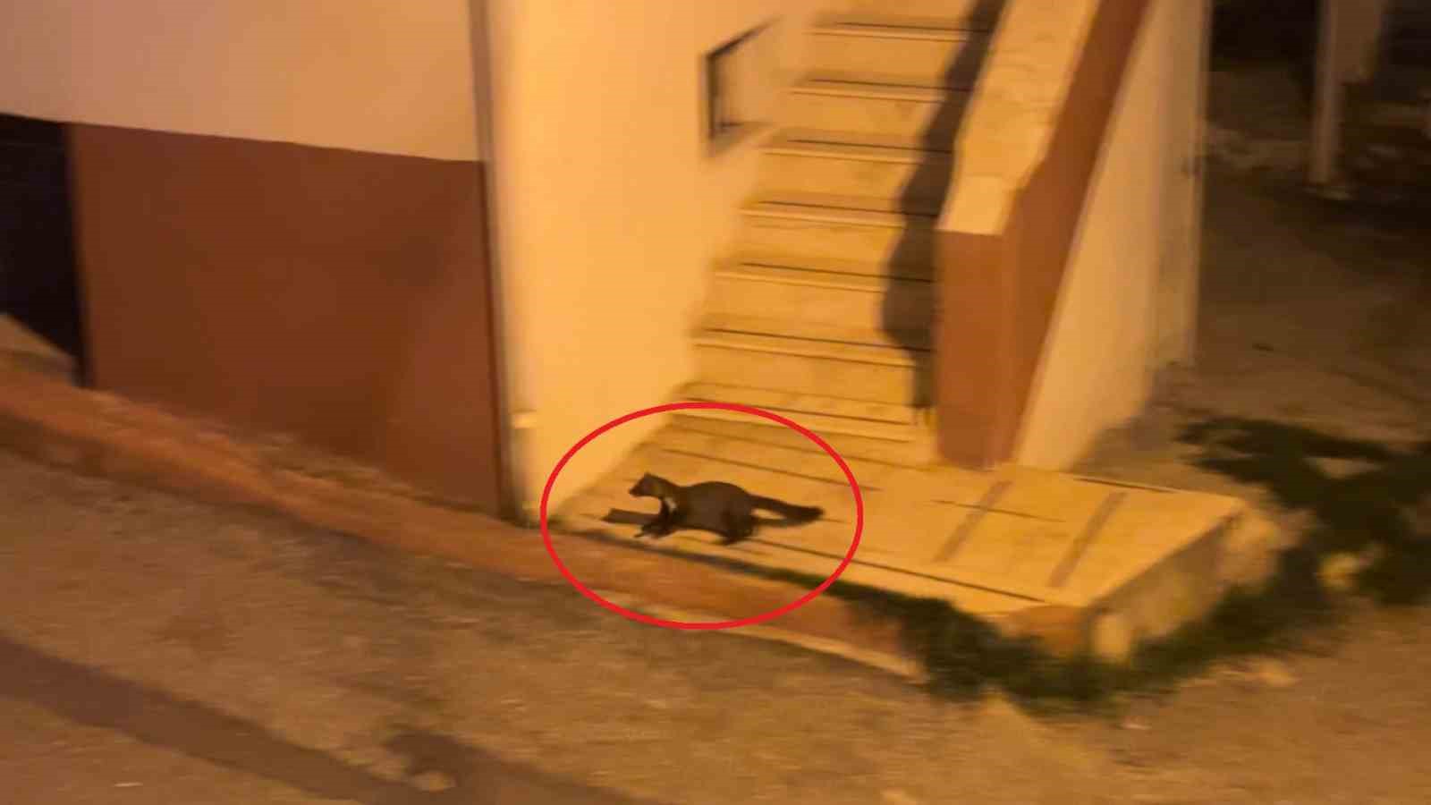 Bu mahallede geceleri sansarlar geziyor