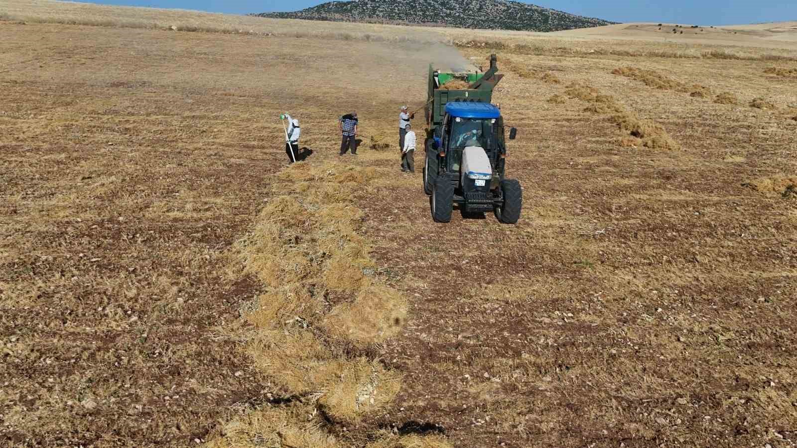 Diyarbakır’da yüksek sıcaklıkta hasat