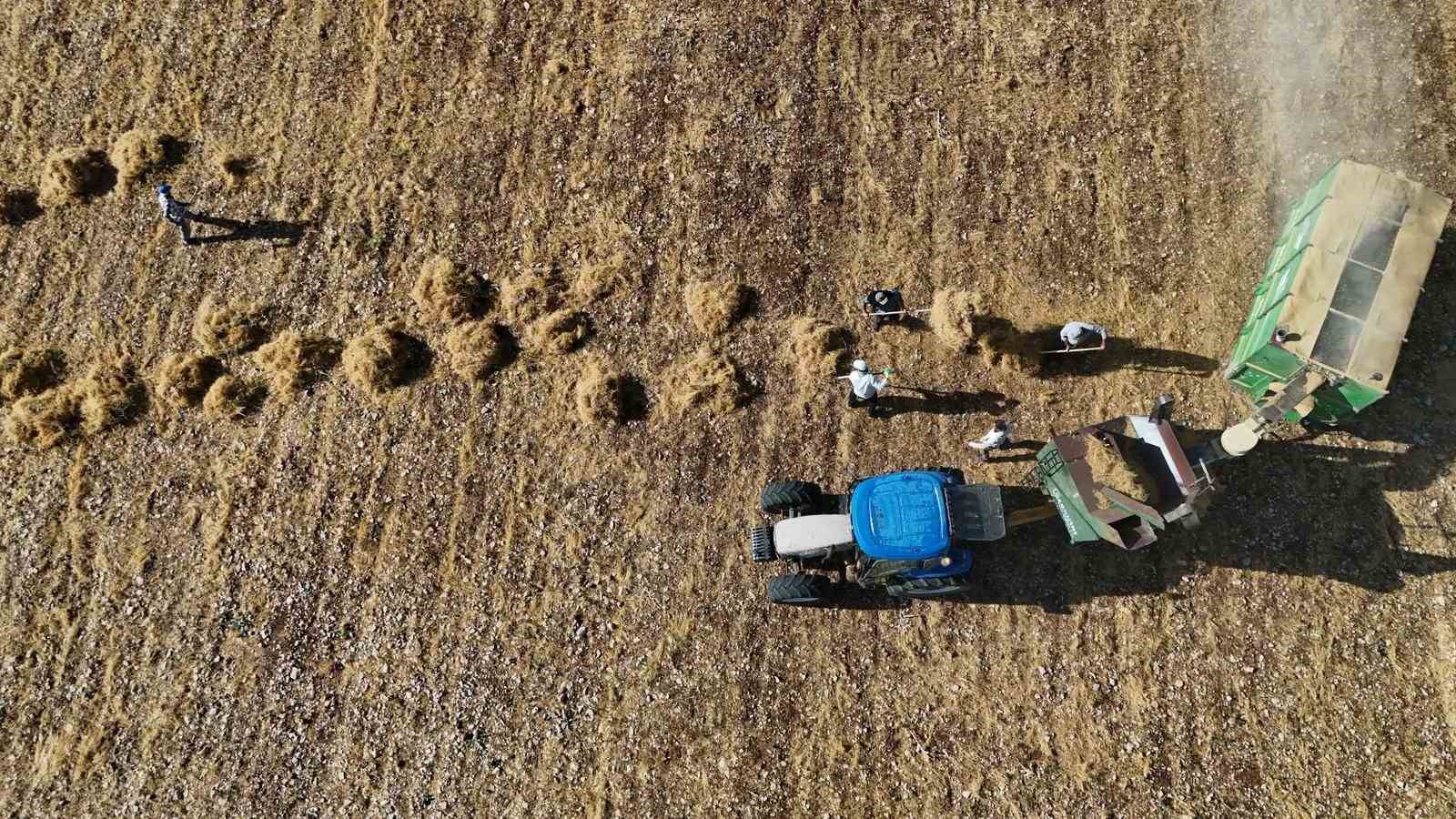 Diyarbakır’da yüksek sıcaklıkta hasat