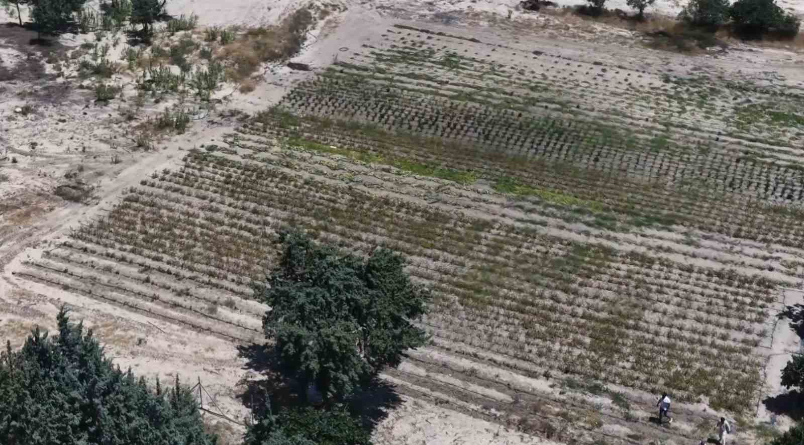 Önü plaj, arkası tarla: Organik plajda elektrik güneşten, ikramlar bahçeden