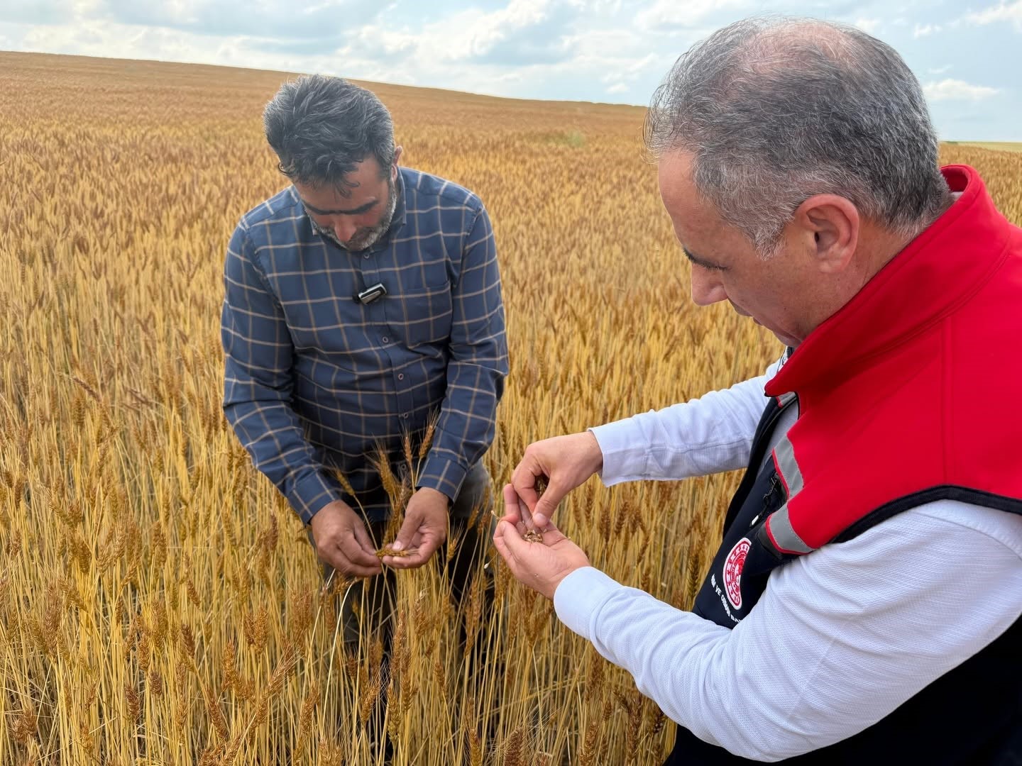 Kars’ta taner buğdayı umut veriyor