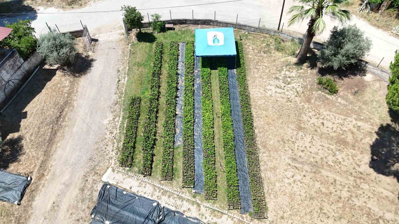 Nazilli Belediyesi üretiyor, köylere can oluyor